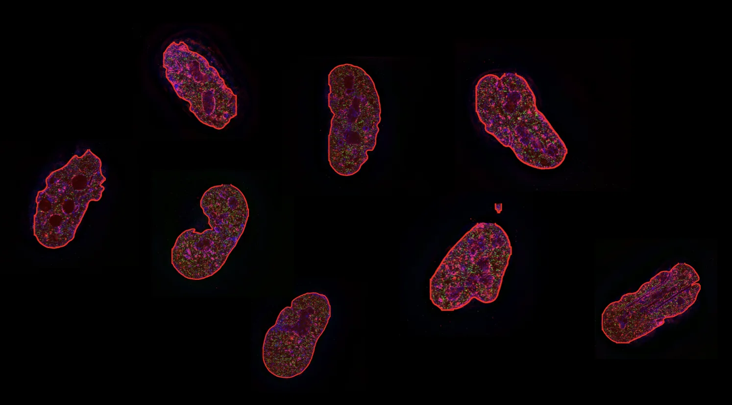 FluorocellAI segmentation output: fluorescent cell nuclei, each outlined by an automatically detected boundary